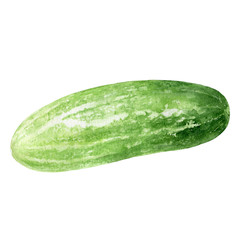 Cucumber watercolor illustration isolated on white background