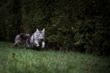 playful silver tabby maine coon cat with fluffy tail running outdoors on grass hunting looking ahead focused