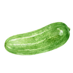Cucumber watercolor illustration isolated on white background