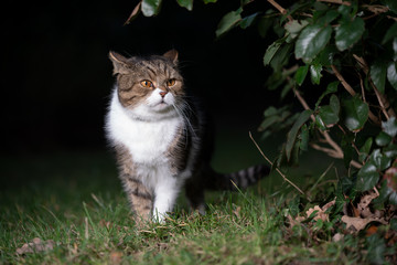 tabby white british shorthair cat on the prowl outdoors at night standing beside a bush looking