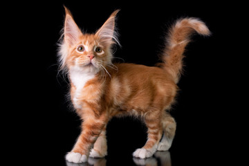 Adorable cute maine coon kitten on black background in studio, isolated. © Marina