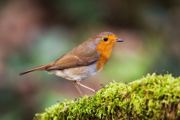 European Robin in his environment. His Latin name is Erithacus rubecula.