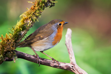 Obraz premium European Robin in his environment. His Latin name is Erithacus rubecula.