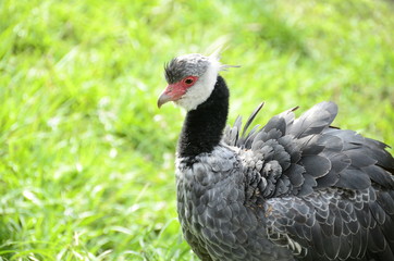 black cock in the zoo ukumari in colombia