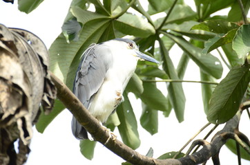  Colombian bird sighting at the zoo Ukumari Colombia