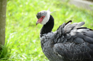 black cock in the zoo ukumari in colombia