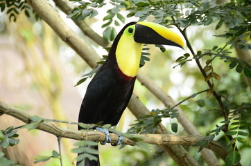 colorful toucan in the trees of the zoo ukumari colombia