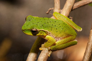 Mountain stream tree frog