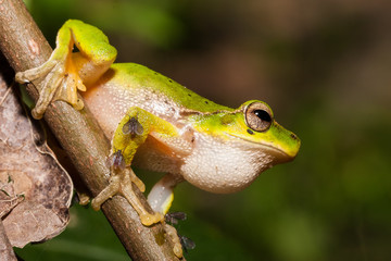 Mountain stream tree frog