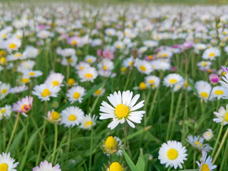 Fototapeta premium field of daisies
