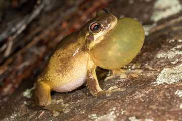 Screaming Tree Frog calling