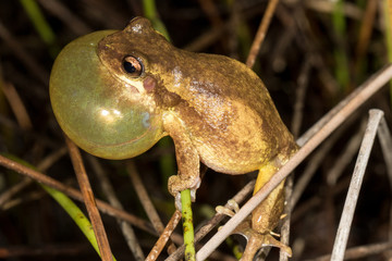 Screaming Tree Frog calling