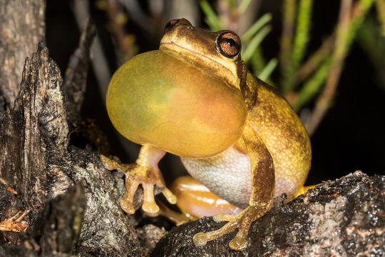 Screaming Tree Frog Calling