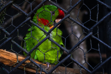 Ave - loro en jaula