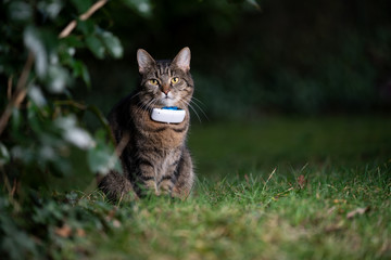 tabby domestic shorthair cat outdoors in nature wearing gps tracker attached to collar observing...