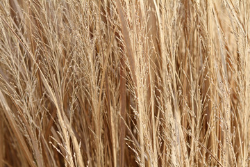 Gräser im herbstlichen Gegenlicht