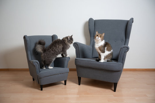 concept image of two cats on different size armchairs standing side by side
