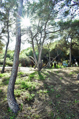 pines tree in the Reina Sofia Dunes park of Guardamar del Segura beach, Alicante. Spain. Europe.