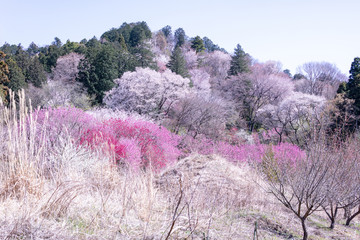 大柿花山の花桃と桜