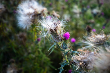 Thistle Flowers on Summer Meadow