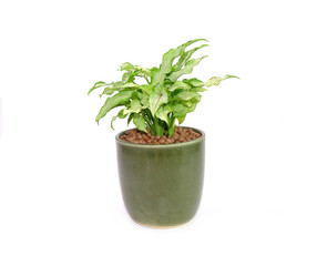 Naklejka premium Arrowhead plant in green ceramic pot Isolated on white background. Commonly cultivated as a houseplant. Common names include: arrowhead vine, arrowhead philodendron, goosefoot, African evergreen.