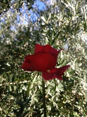 red rose in garden