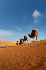 Caravan of camel in the sahara desert of Morocco