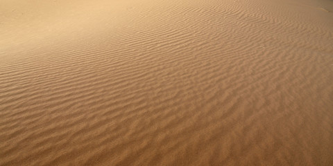Obraz premium sand dune in the sahara desert 