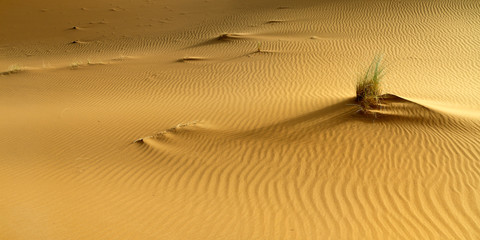 sand dune in the sahara desert 