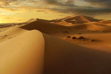 sunset on sand dune in the sahara desert  - obrazy, fototapety, plakaty