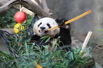 Happy Panda USA © Ibrahim
