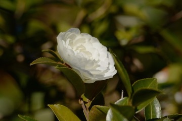 Fototapeta na wymiar Sasanqua flowers / White flowers of the double flowering variety of Sasanqua.