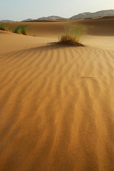 sand dune in the sahara desert 