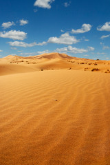 sand dune in the sahara desert  - obrazy, fototapety, plakaty