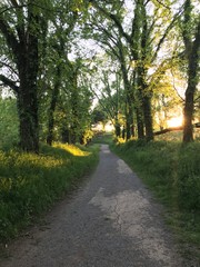 path in the park