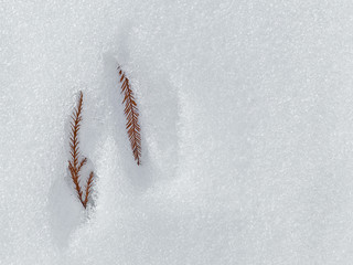 Close up of pine yew needles exposed in pure white melting snow