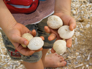 Heart Urchin Shells washed up on the beach