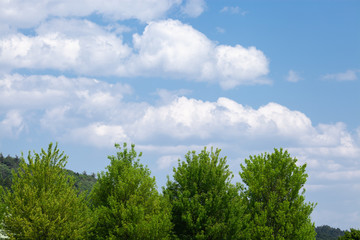 新緑の並木と白い雲
