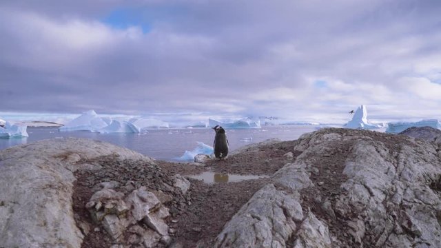 Gentoo baby penguin flaps wings in Antarctica with iceberg