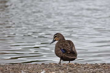 duck near water in cloudy day