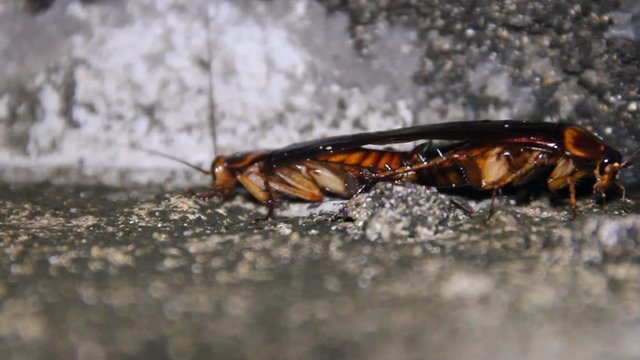 Copulating giant tropical cockroaches (flying insect). Possibly an invasive species from Periplaneta. In December comes the time of swarming. Sri Lanka