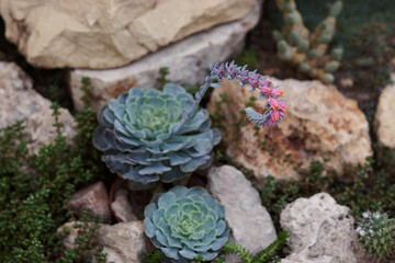Succulent eheveria on a natural background outdoors. Succulent Plant Blooming. Flowering echeveria succulent living stones. Gardening plant. Closeup photo. 