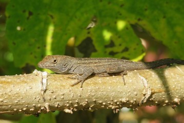 Tropical anole lizard on branch in Florida wild, closeup