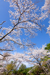 満開の桜、山梨県富士吉田市孝徳公園にて