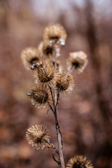 thistle in field