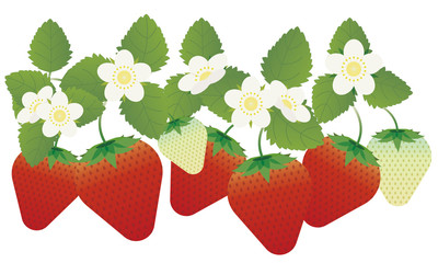 イチゴ狩り　苺　イラスト
