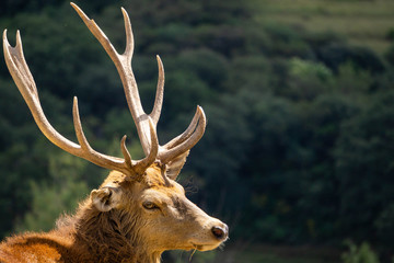 Venado / Deer