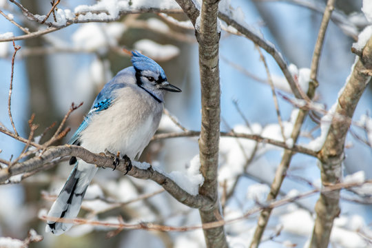 Bluejay perched in a winter landscape