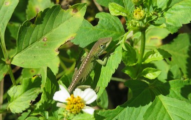 Green anole lizard on plant in Florida nature, closeup