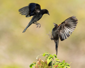 Red-winged Blackbirds, Alamo Texas